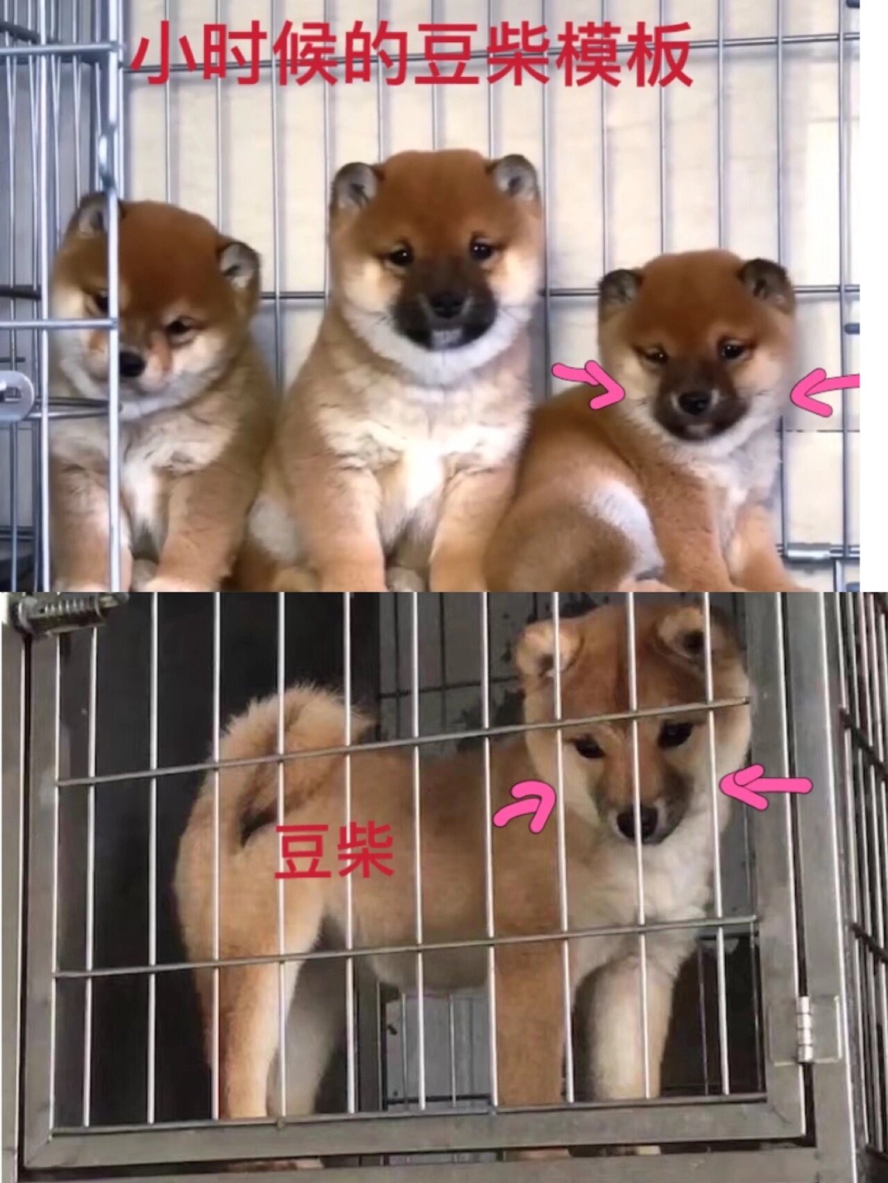 教大家分辨豆柴和标准柴犬区别