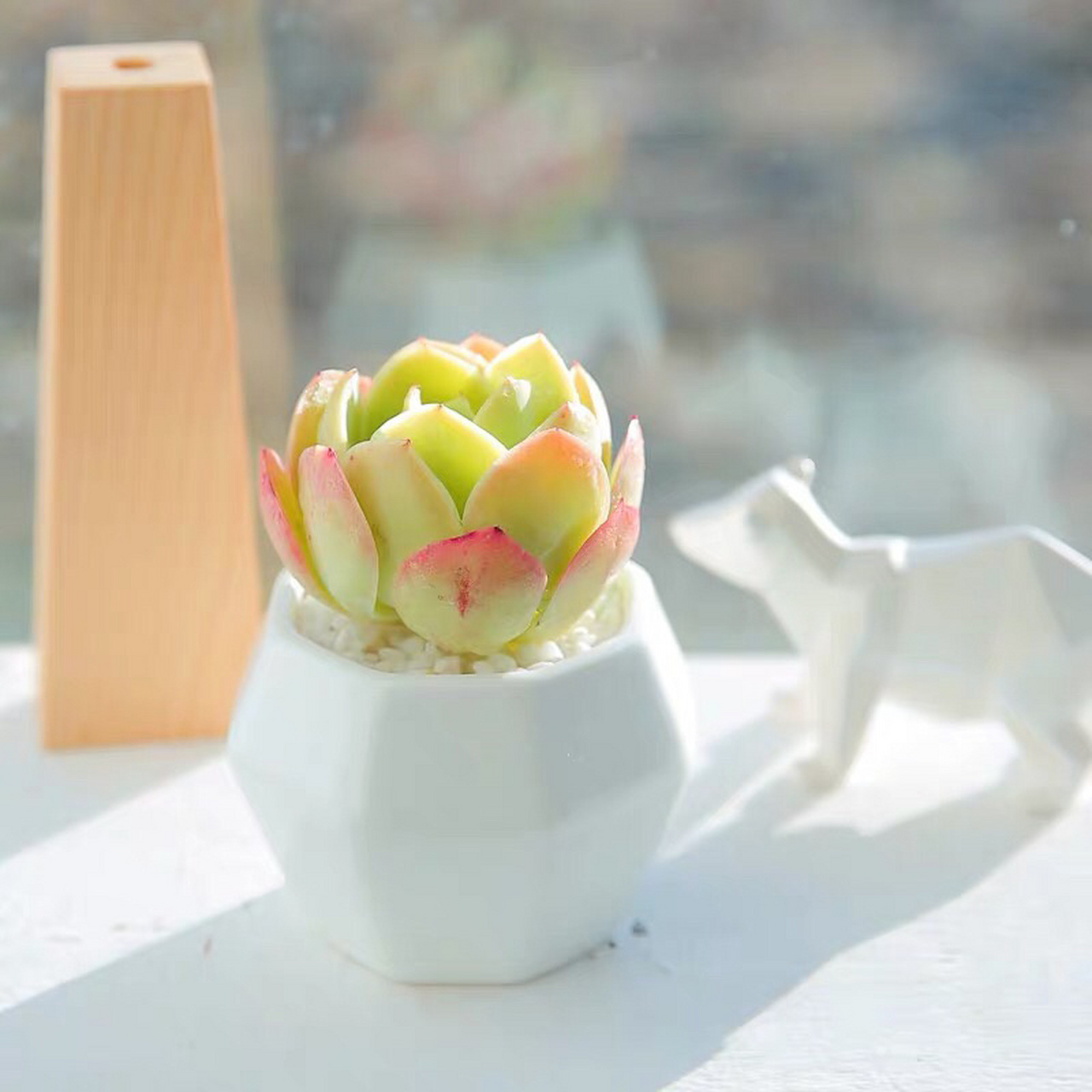 99每日认识一株多肉——碧桃 99可羡瑶池碧桃树,碧桃红颊一千年.