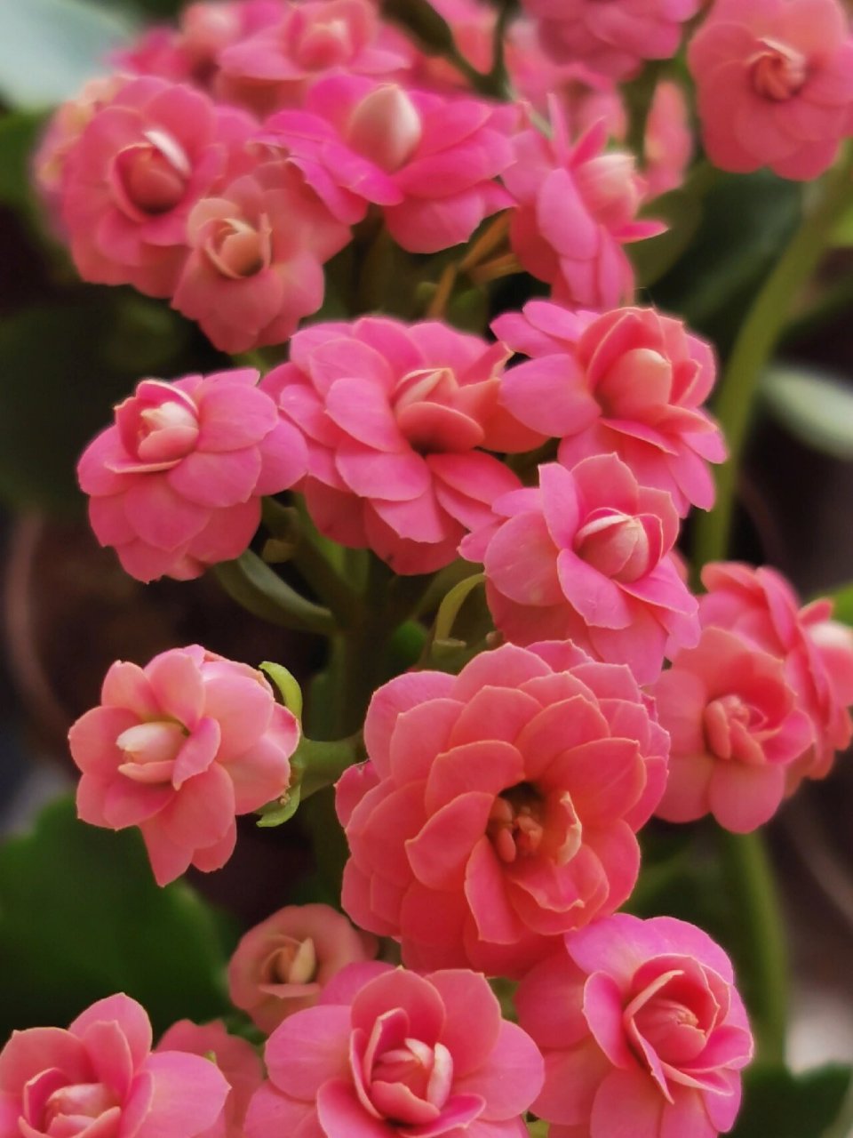 长寿花:豆沙皇后 这个颜色好高贵啊,正在盛开,花花没有开败,下面叶芽