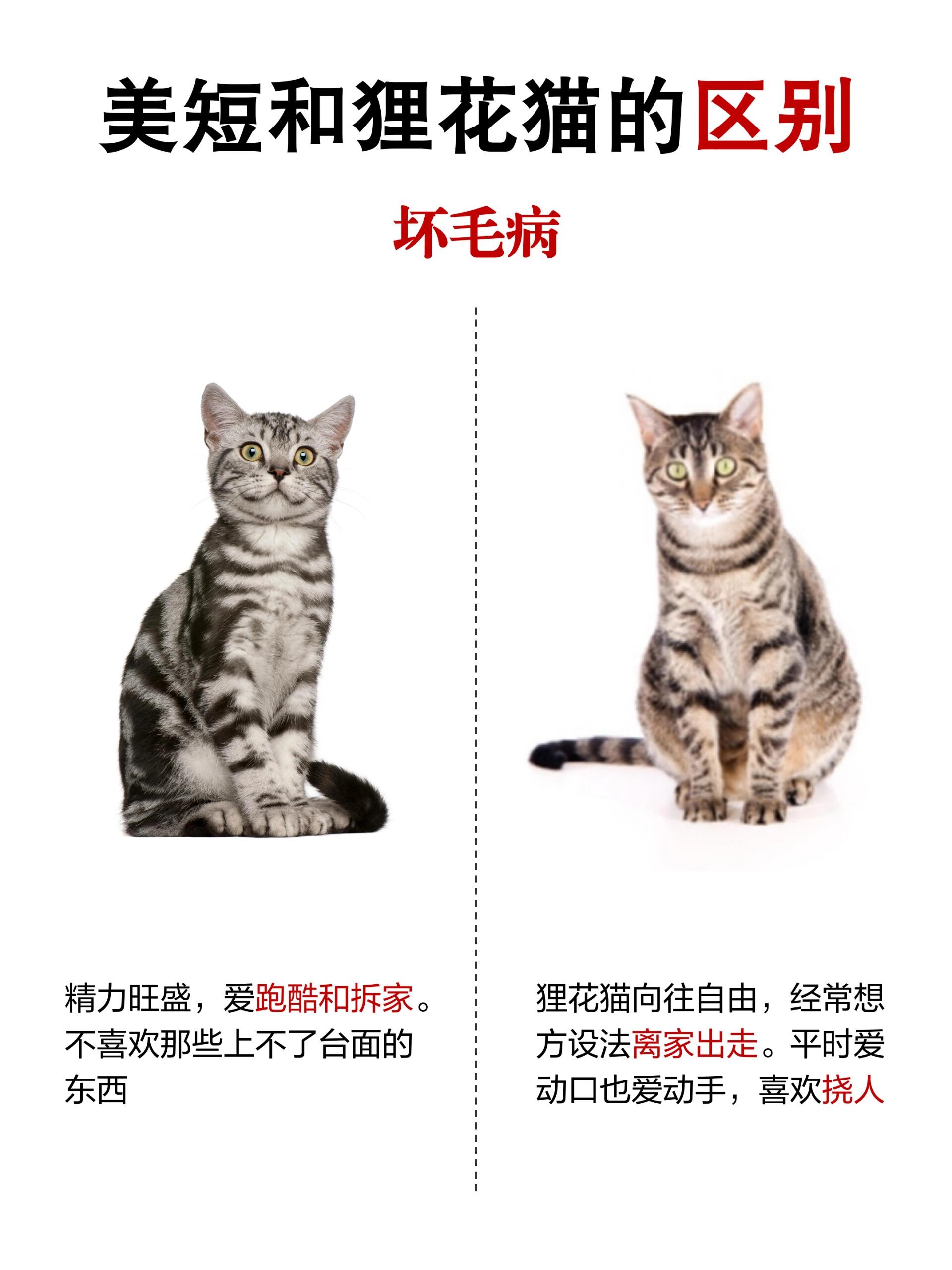 美短和狸花猫的区别!