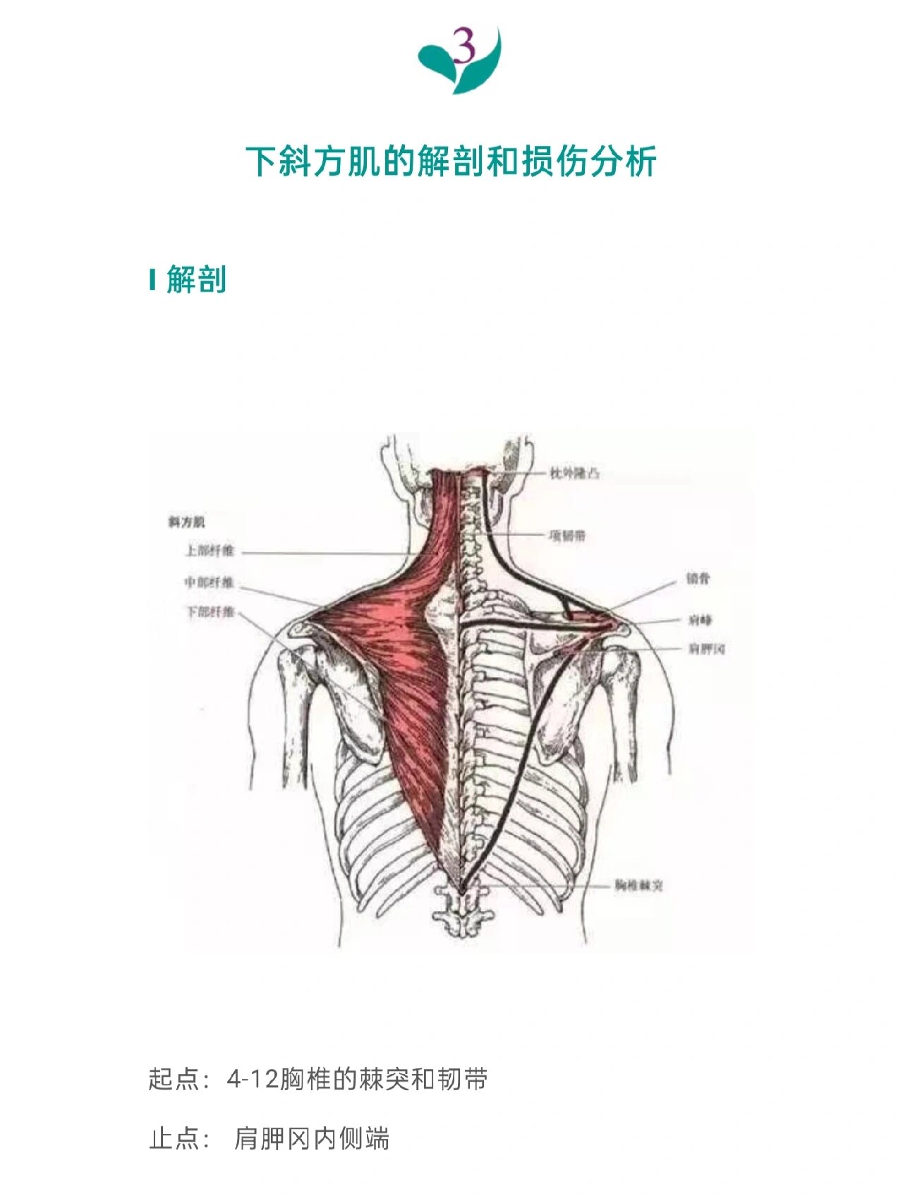 颈部斜方肌位置图图片