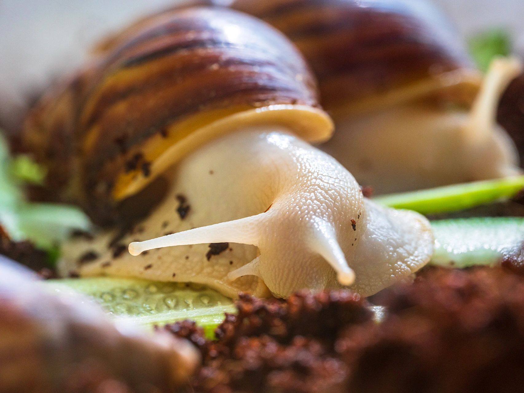 新宠 | 白玉蜗牛 先给96拍几张特写,后期会出一个简单的饲养教程