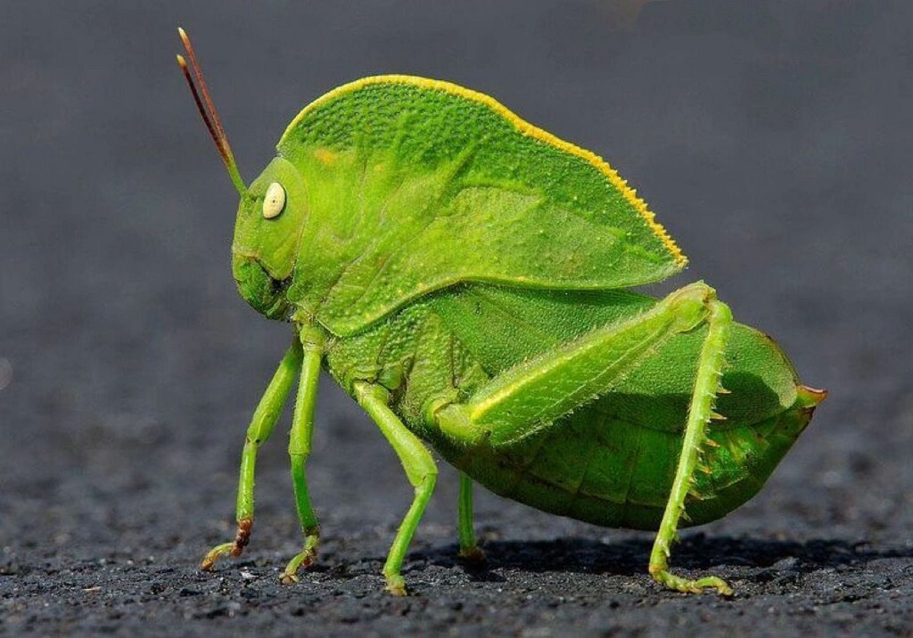 绿色的昆虫很像蚱蜢图片