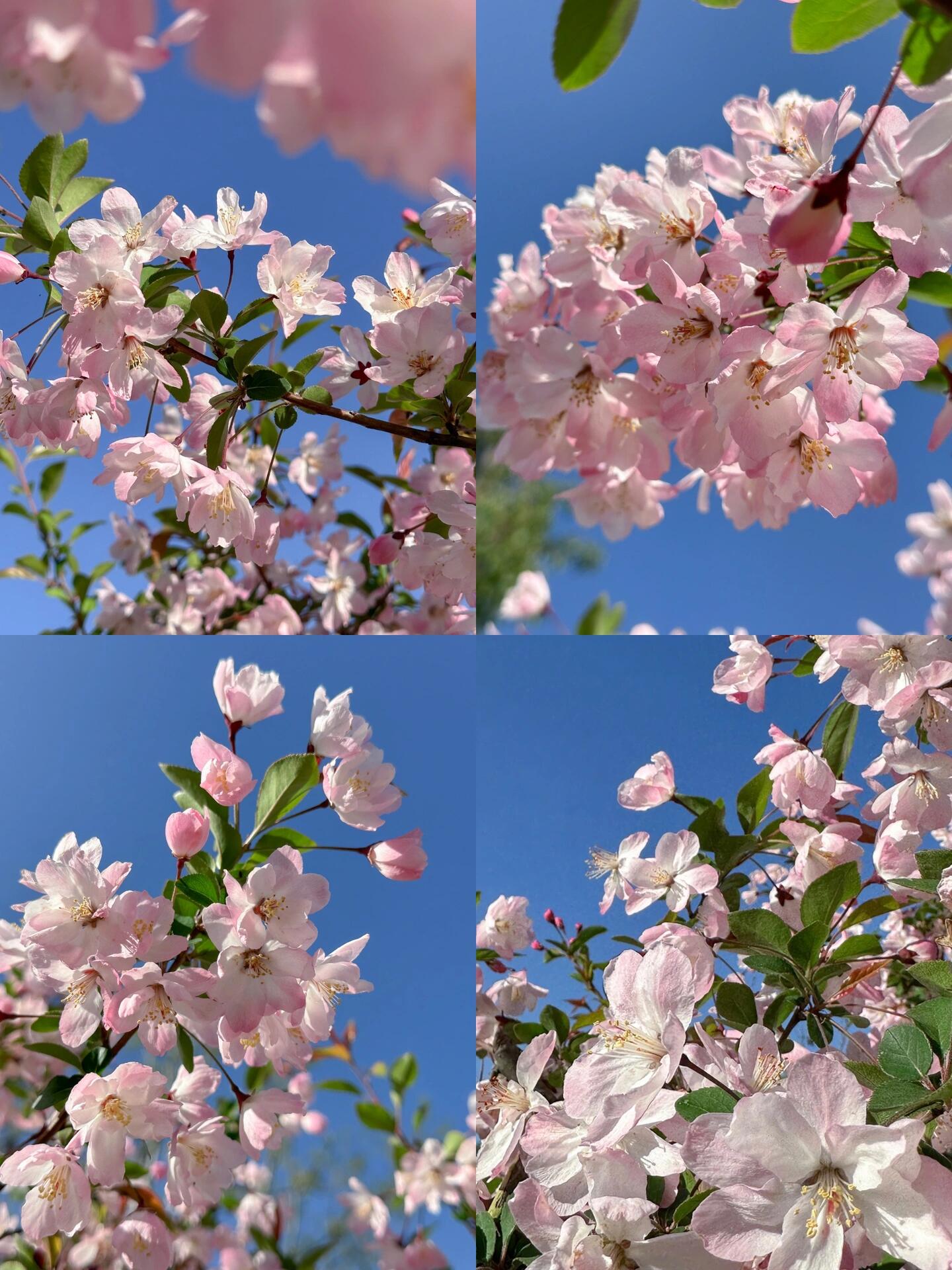 春天里盛开的海棠花