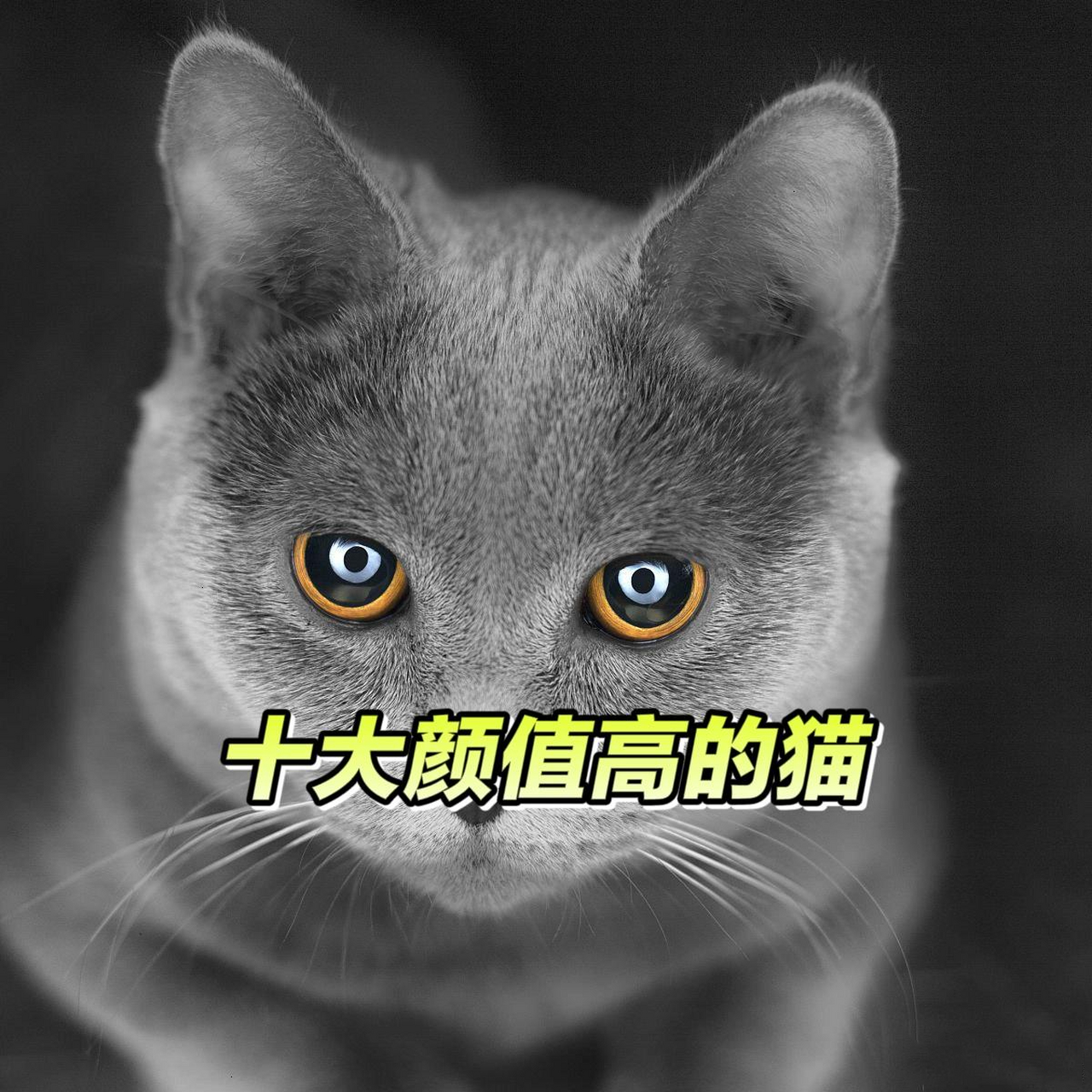 十大颜值最高的猫图片