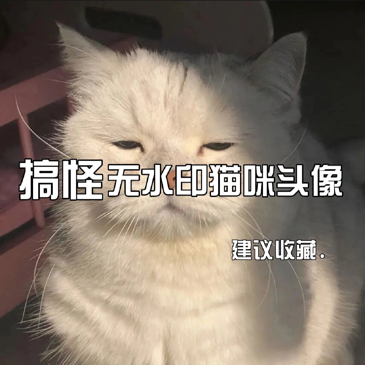 微信头像猫 搞笑图片