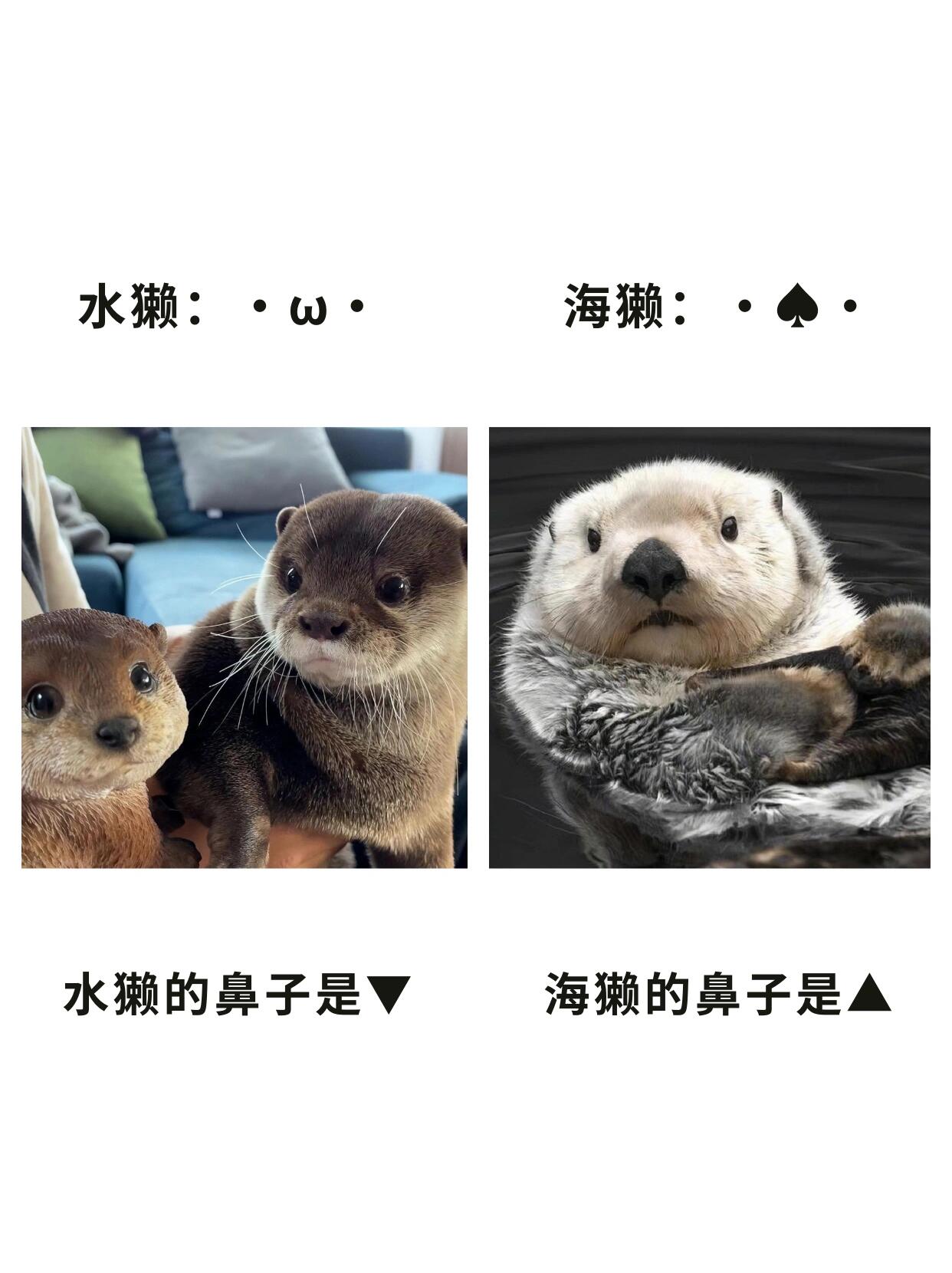 海獭和海狸鼠图片