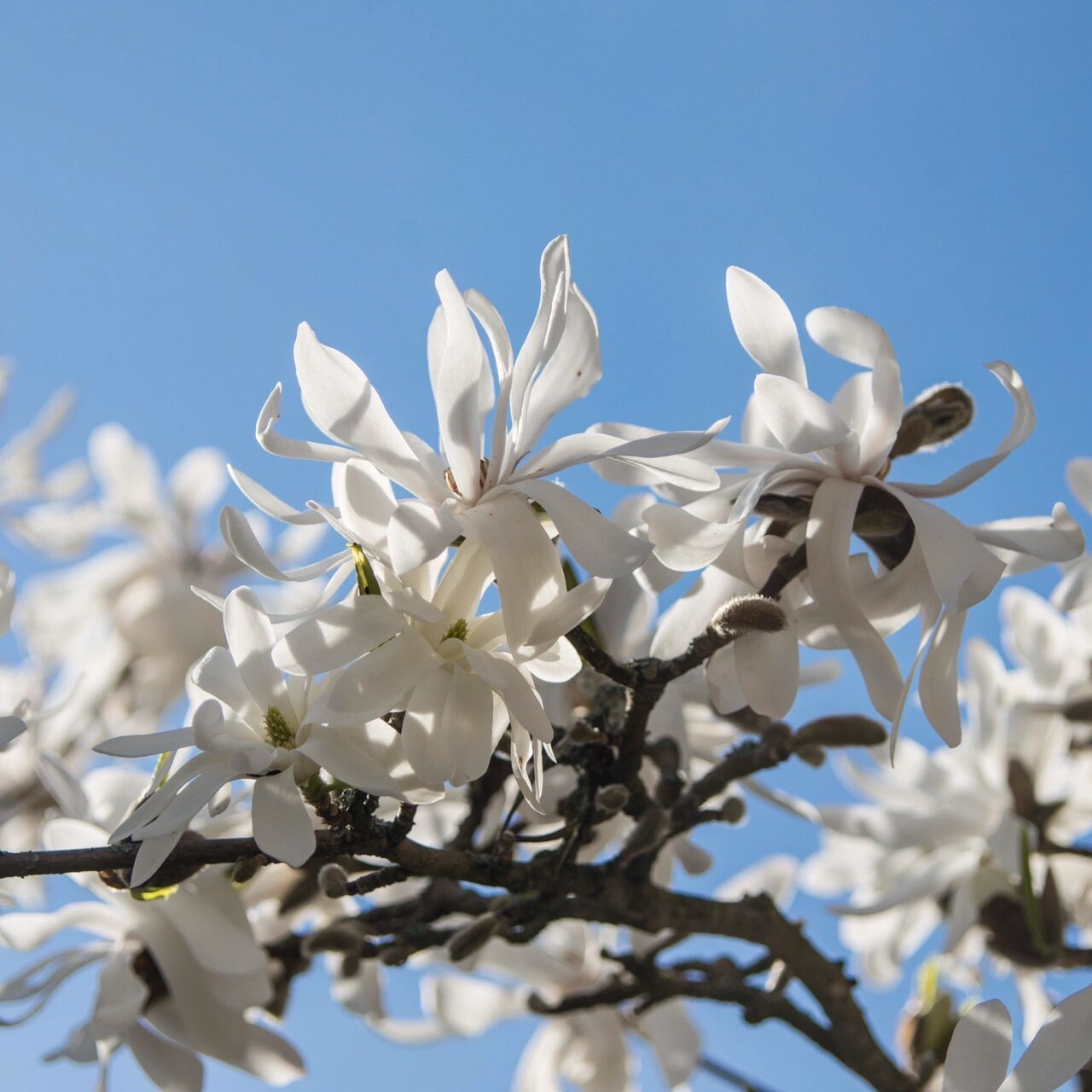花园里种下一棵星光花树——星花玉兰 星花玉兰原产日本岐阜县,与一般