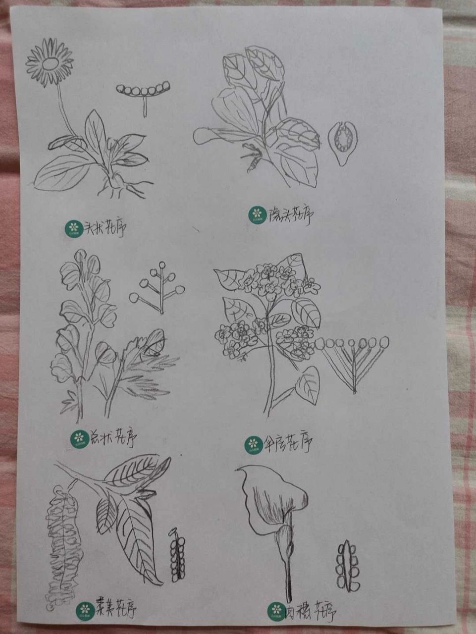 苹果花结构形态图 药学专业药用植物与生药学实验结构图97