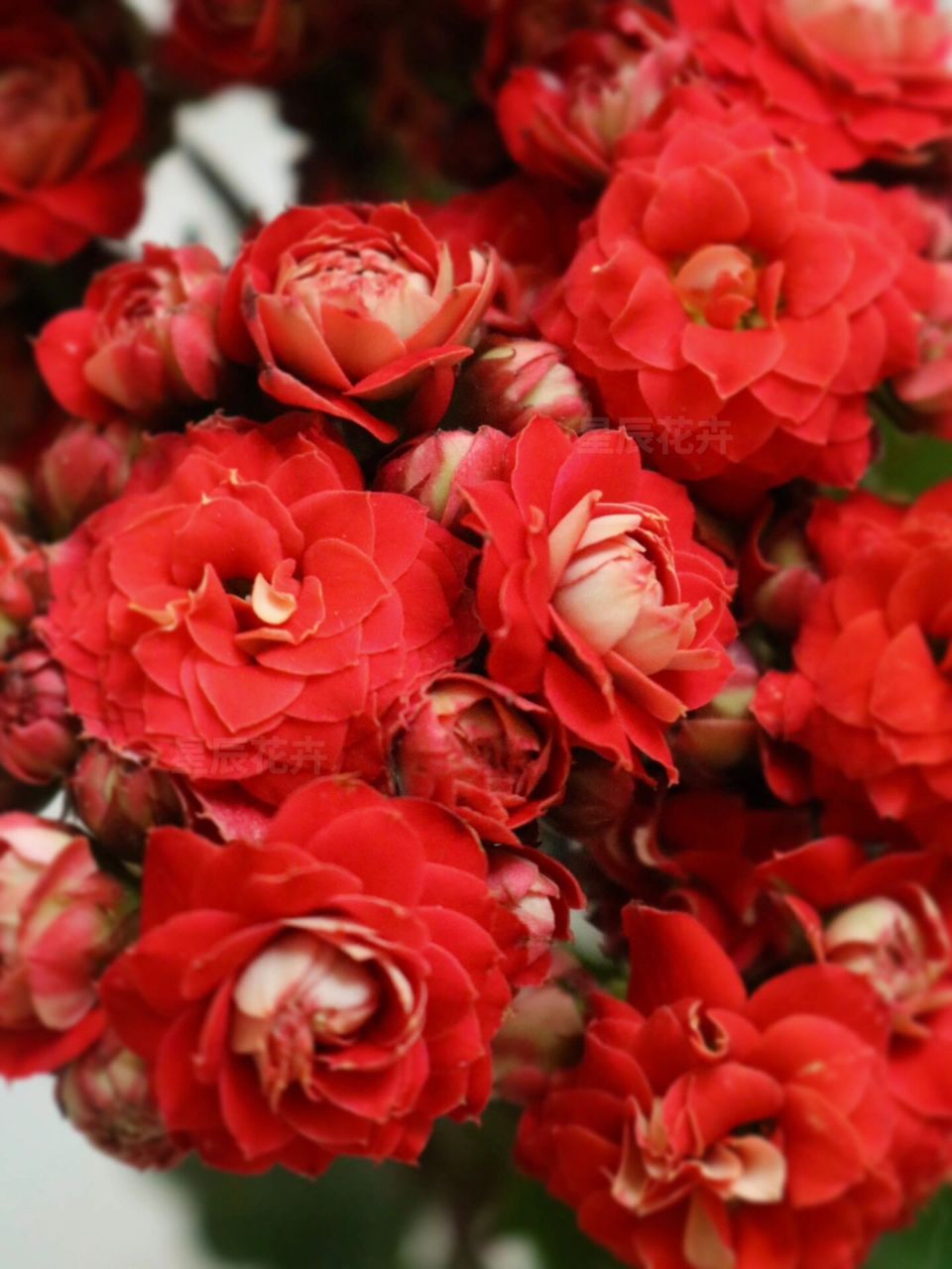 长寿花-热情桑巴 正宫红!每朵都是超级超级超级大花