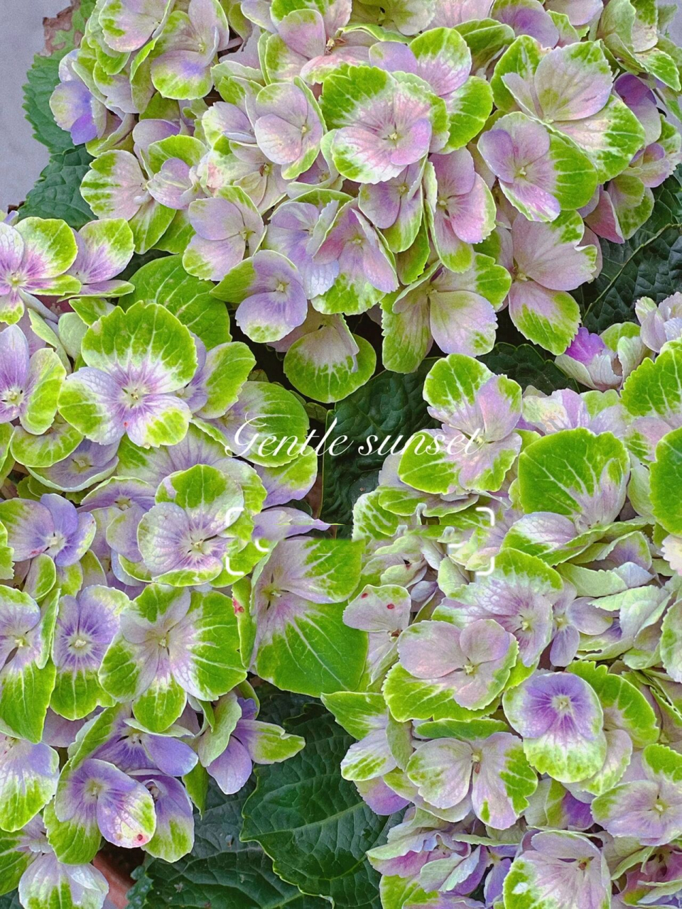 绣球魔幻紫水晶|开花三个月,阳台党必入哟 94魔幻紫水晶,大花绣球