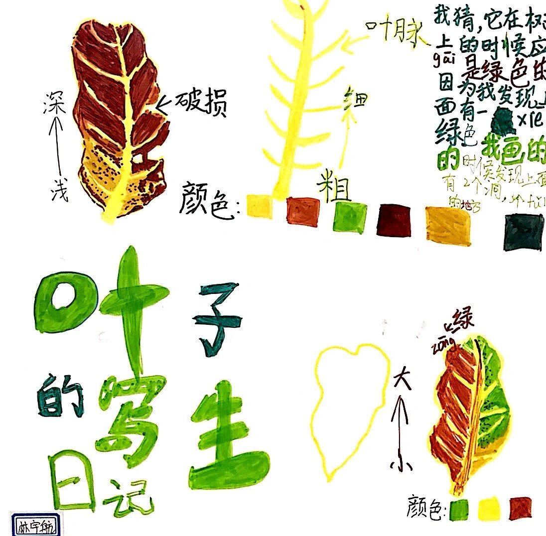叶子的观察日记701594 94秋天来了,来一波94叶子的观察日记