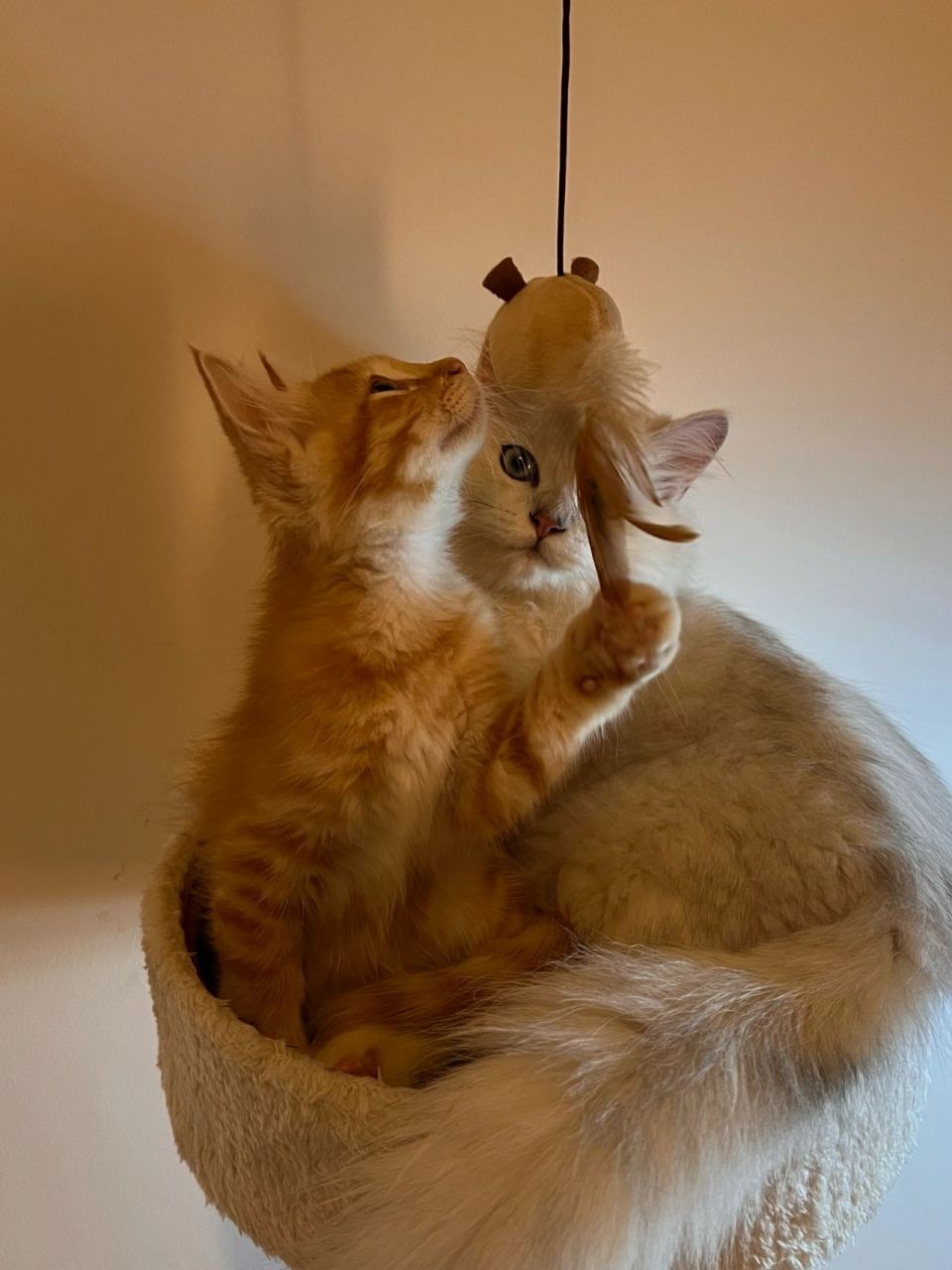 橘猫和布偶配出来的猫图片