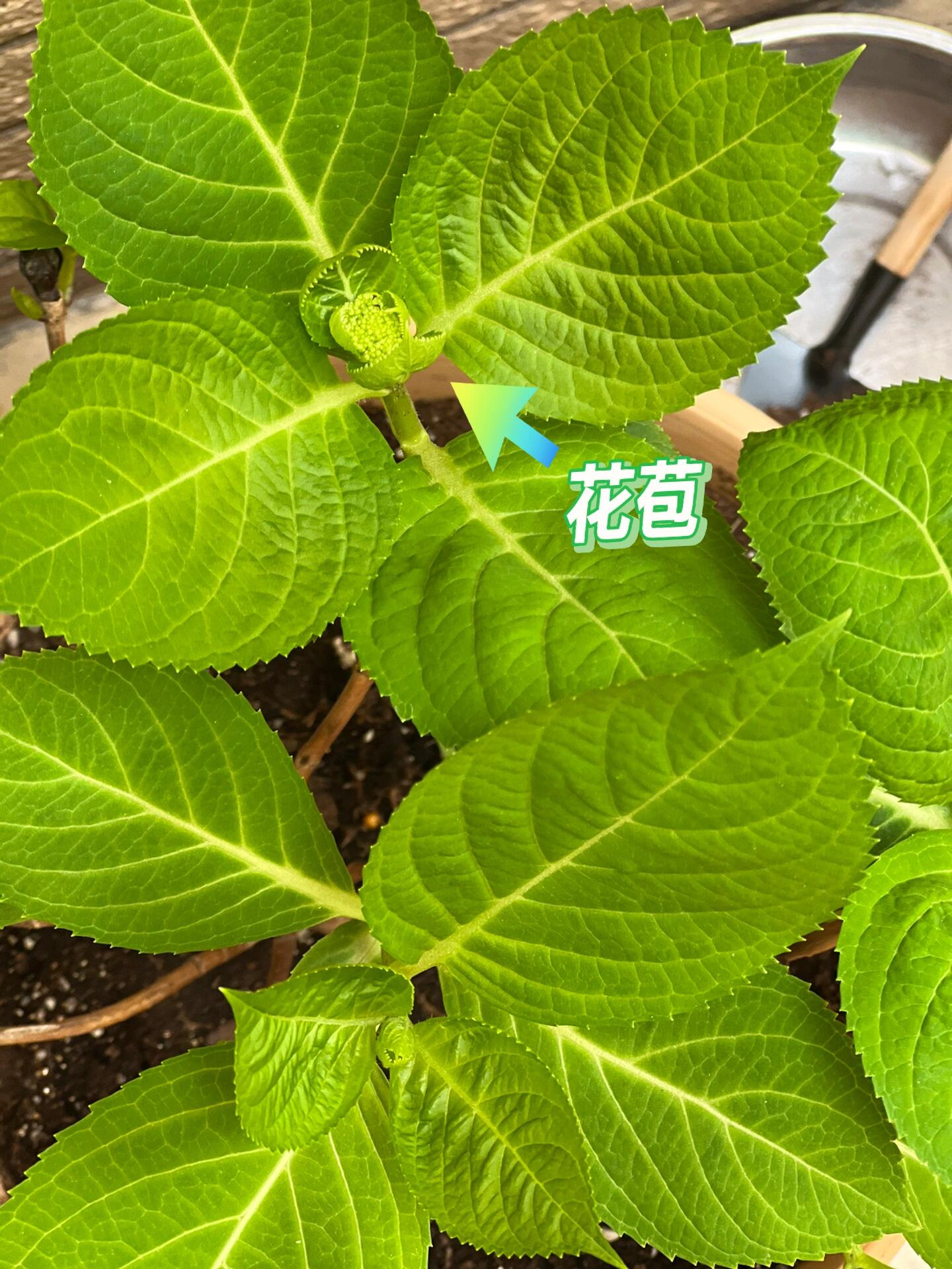 绣球1个月开始长花苞啦