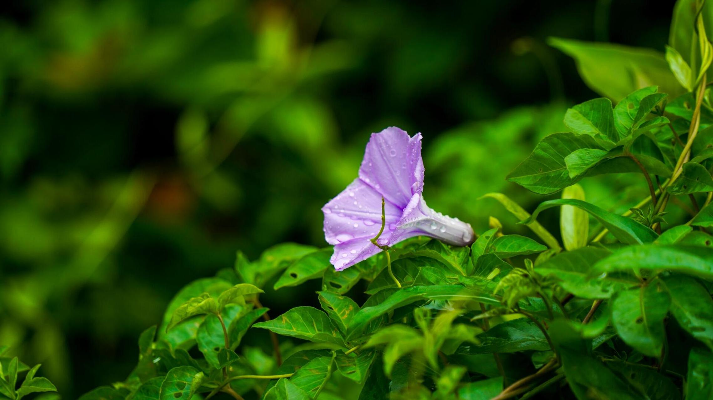 喇叭花的特点牵牛花图片