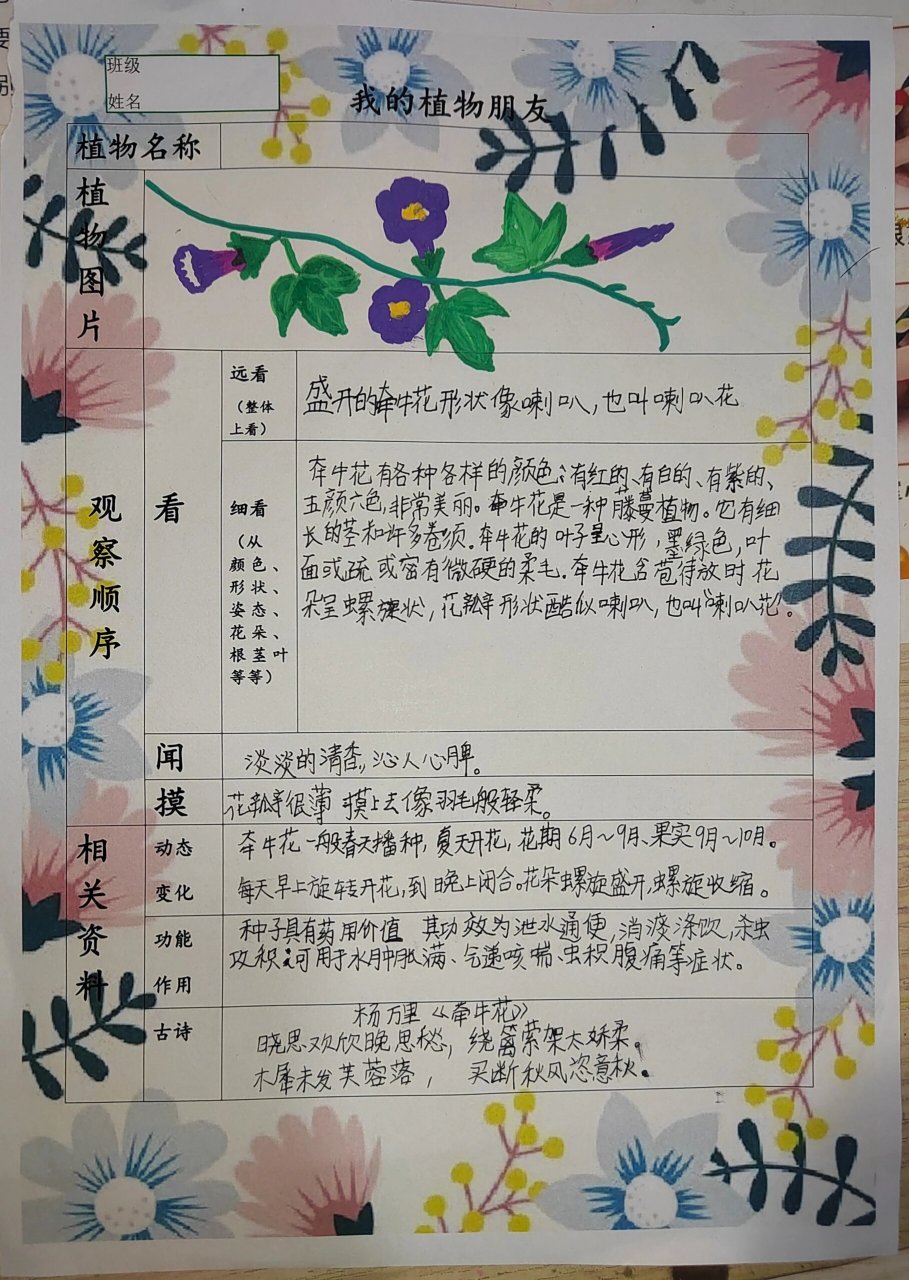 三下语文第一单元植物记录卡 三下语文园地一植物记录卡,牵牛花