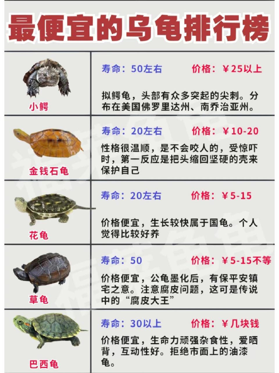 但是我认为,还是咱们的中华草龟,普遍适合大众新手玩家.