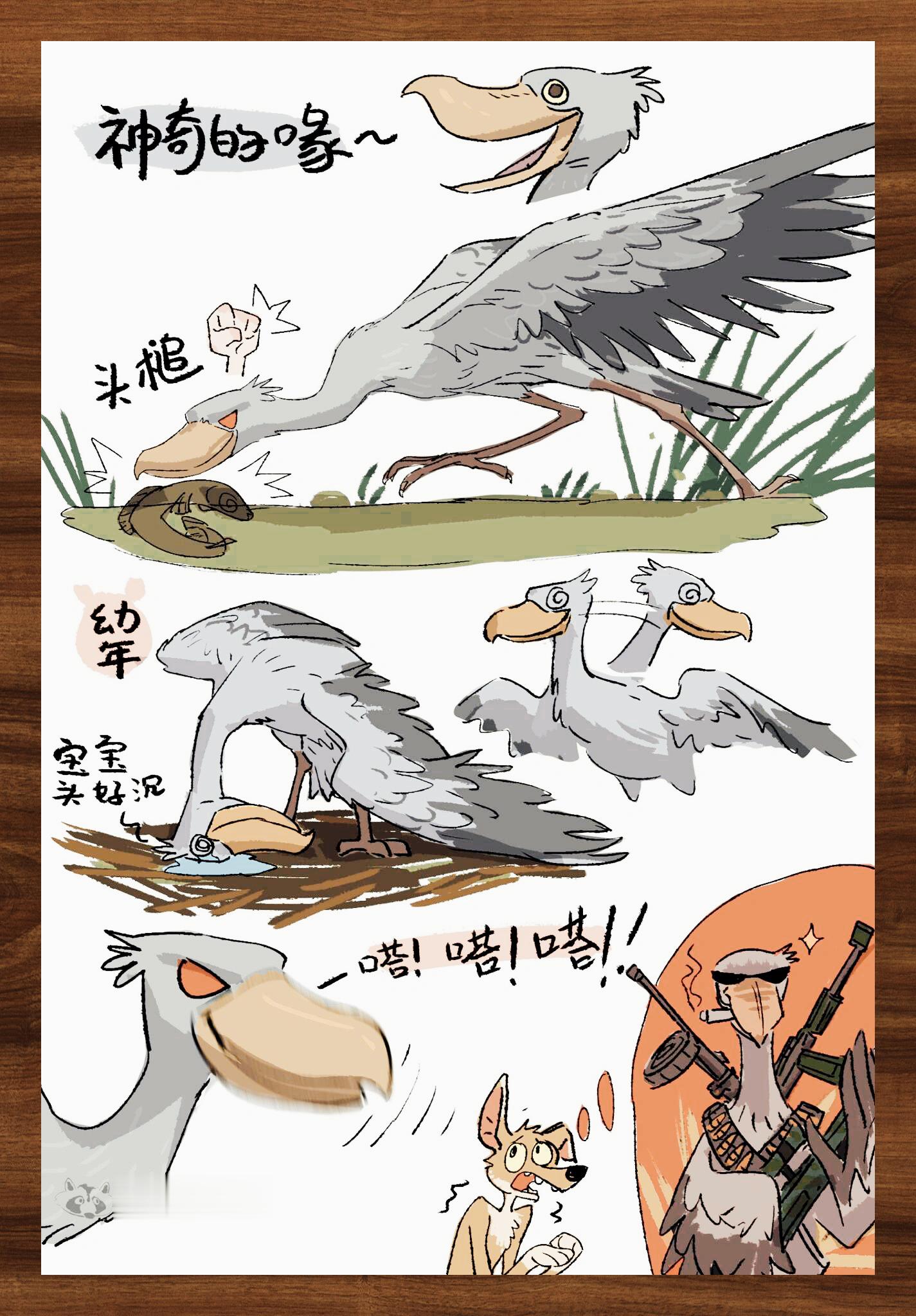 鲸头鹳: 呆萌鸟界二哈萌翻众人