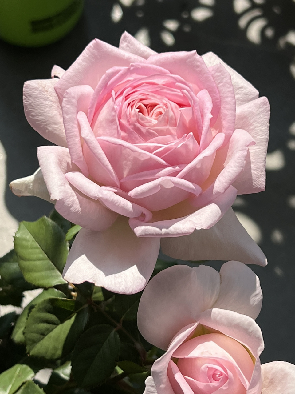 粉色仙女月季-粉黛  冬天的叉叉养出来的小苗大花, 一加仑也能开标准