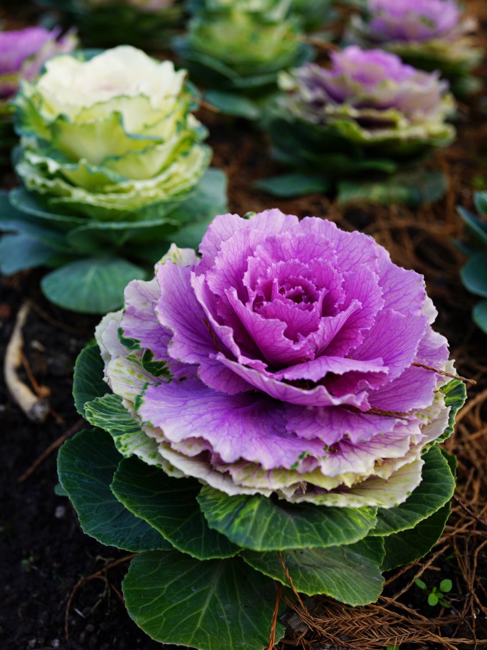 羽衣甘蓝|花叶牡丹 羽衣甘蓝,别名:野牡丹,牡丹菜,十字花科芸苔属二年