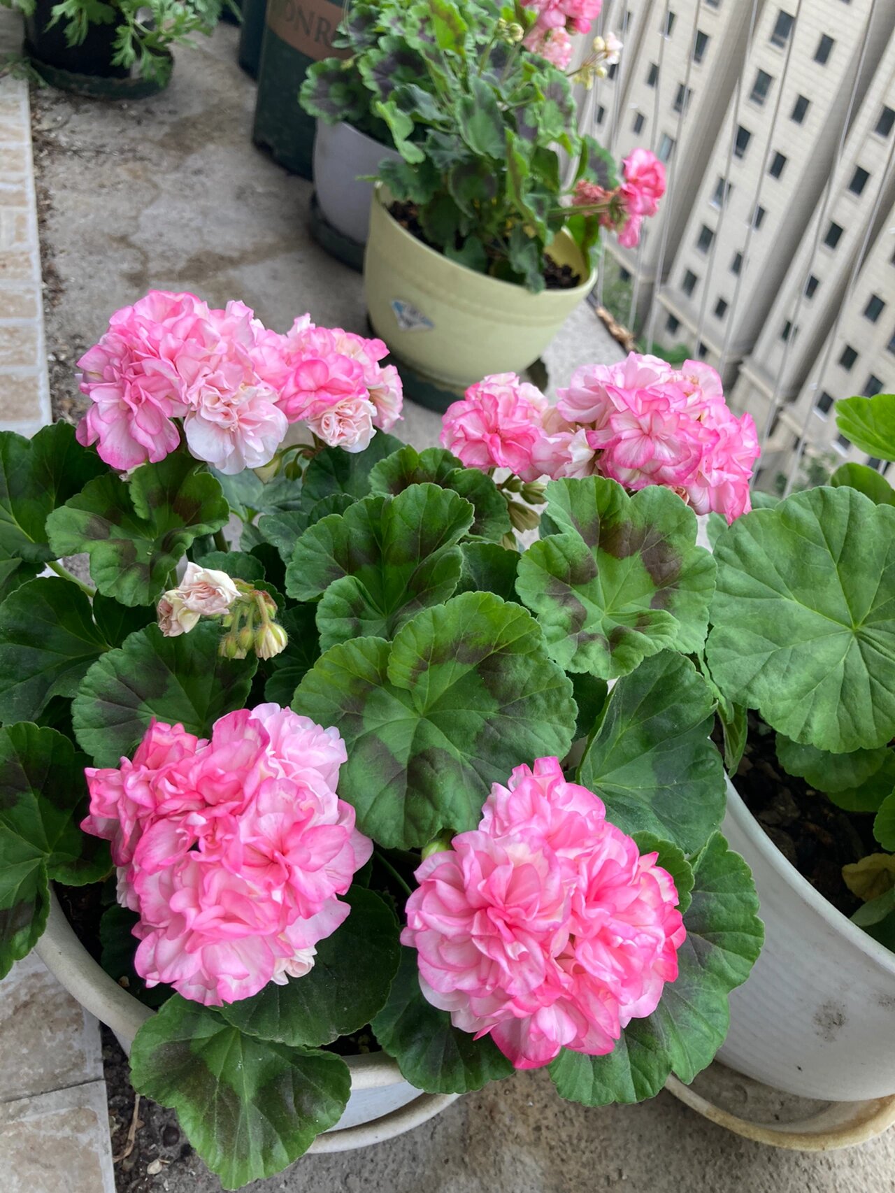 天竺葵—重彩钻石婚