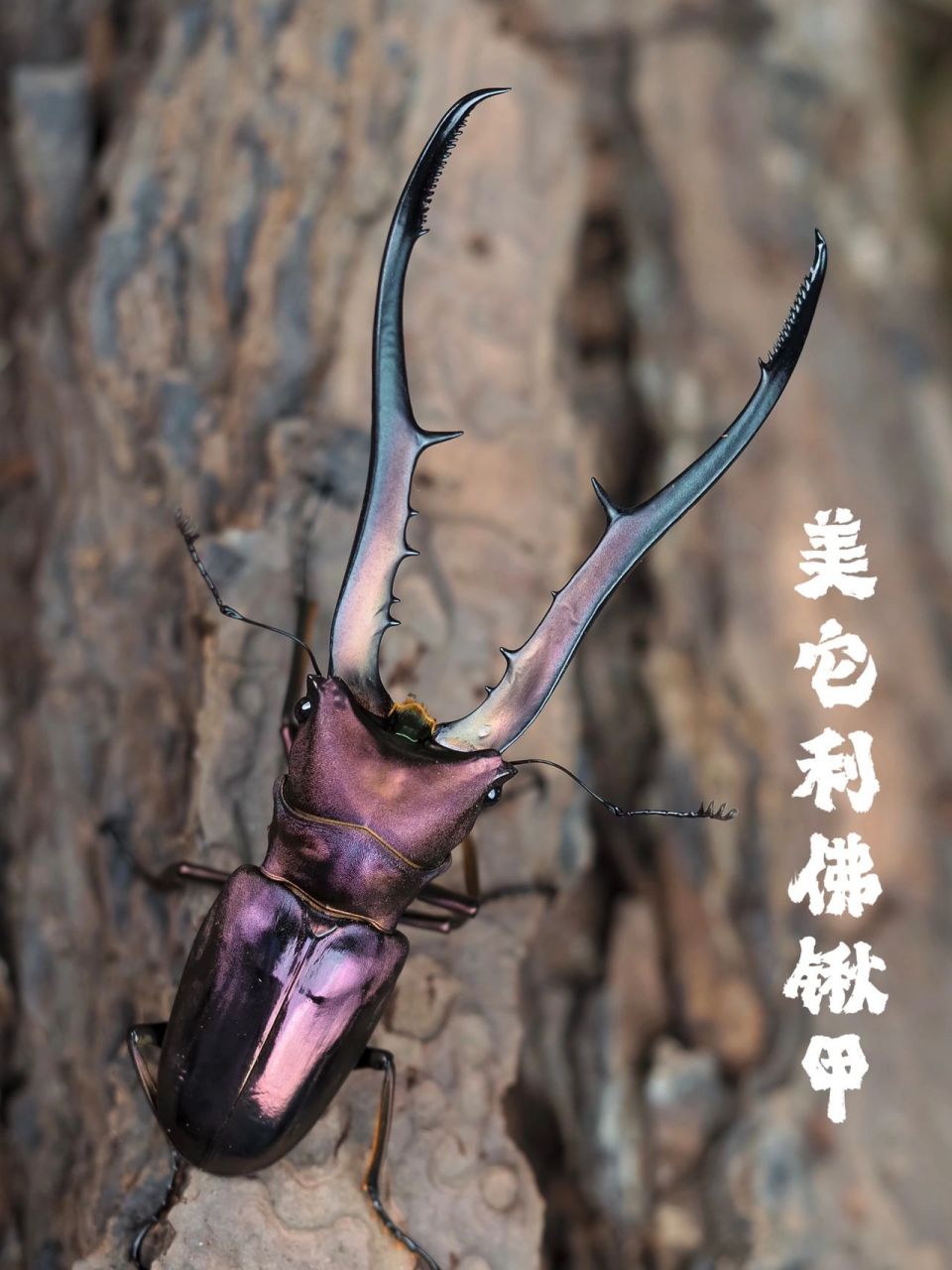 最帅入门甲虫就是它! 大家好,我是锤锤 一个生态摄影师,甲虫迷!