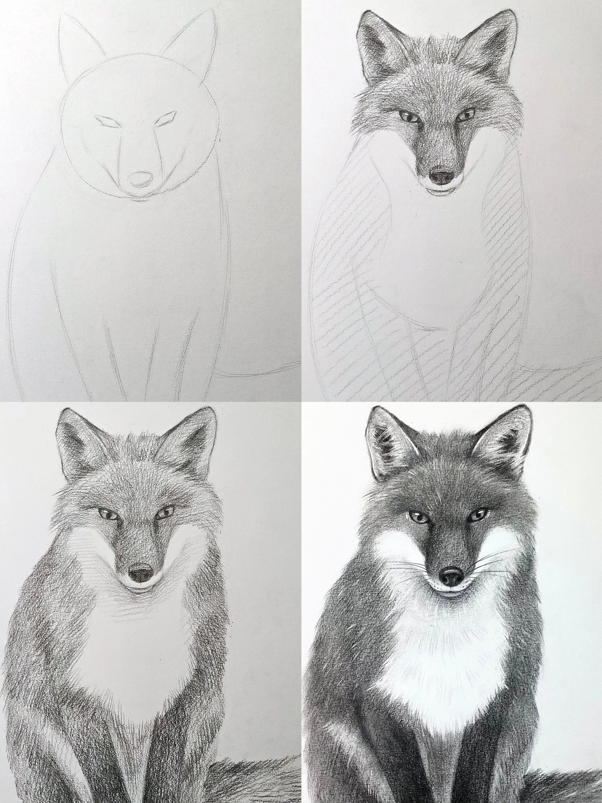 简单的素描狐狸步骤🦊