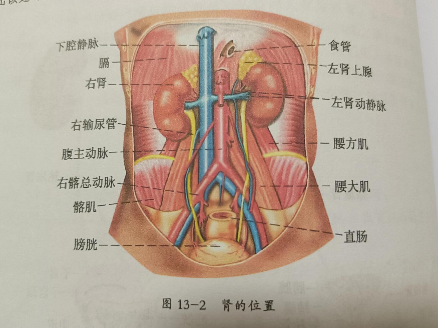 输尿管三处狭窄图片