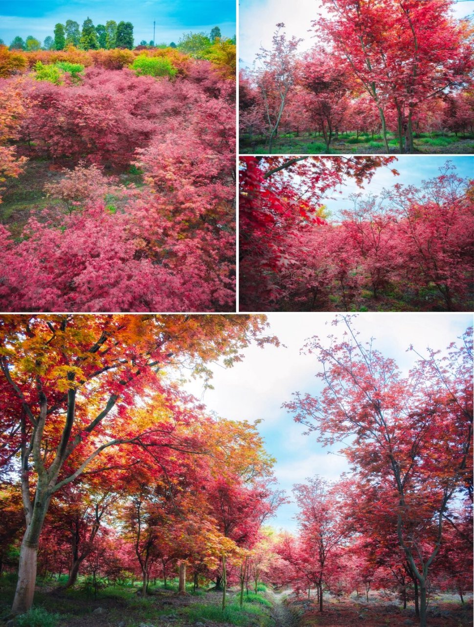 温江红枫基地,绣球花,红枫,紫藤,都已盛开! 拍于2022.3.