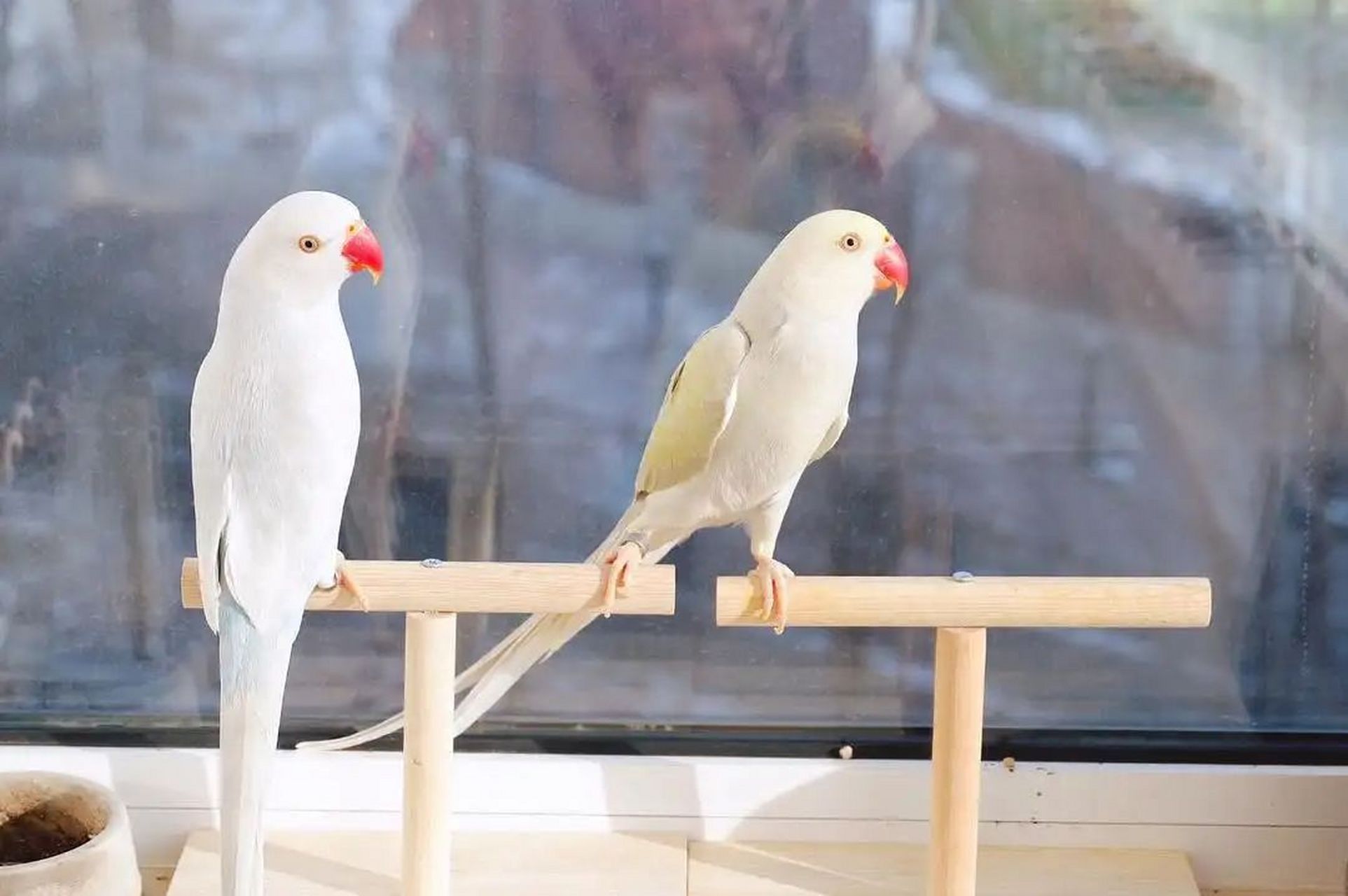 月轮也叫玫瑰环颈鹦鹉,红领绿鹦鹉.