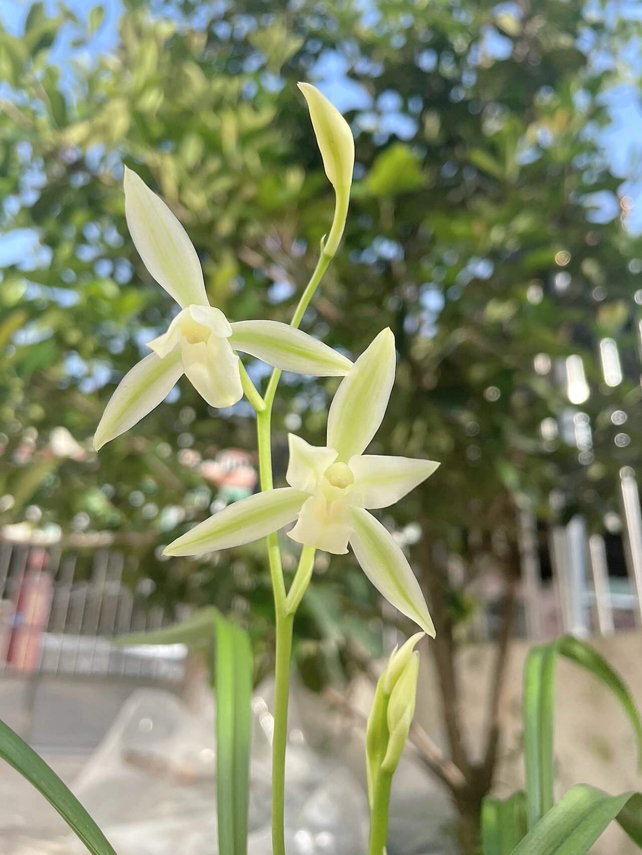 建兰黄山雪 小草大花