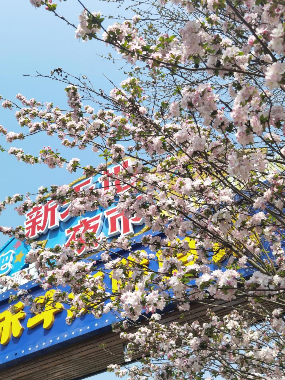 花海里的城阳(新天地广场)