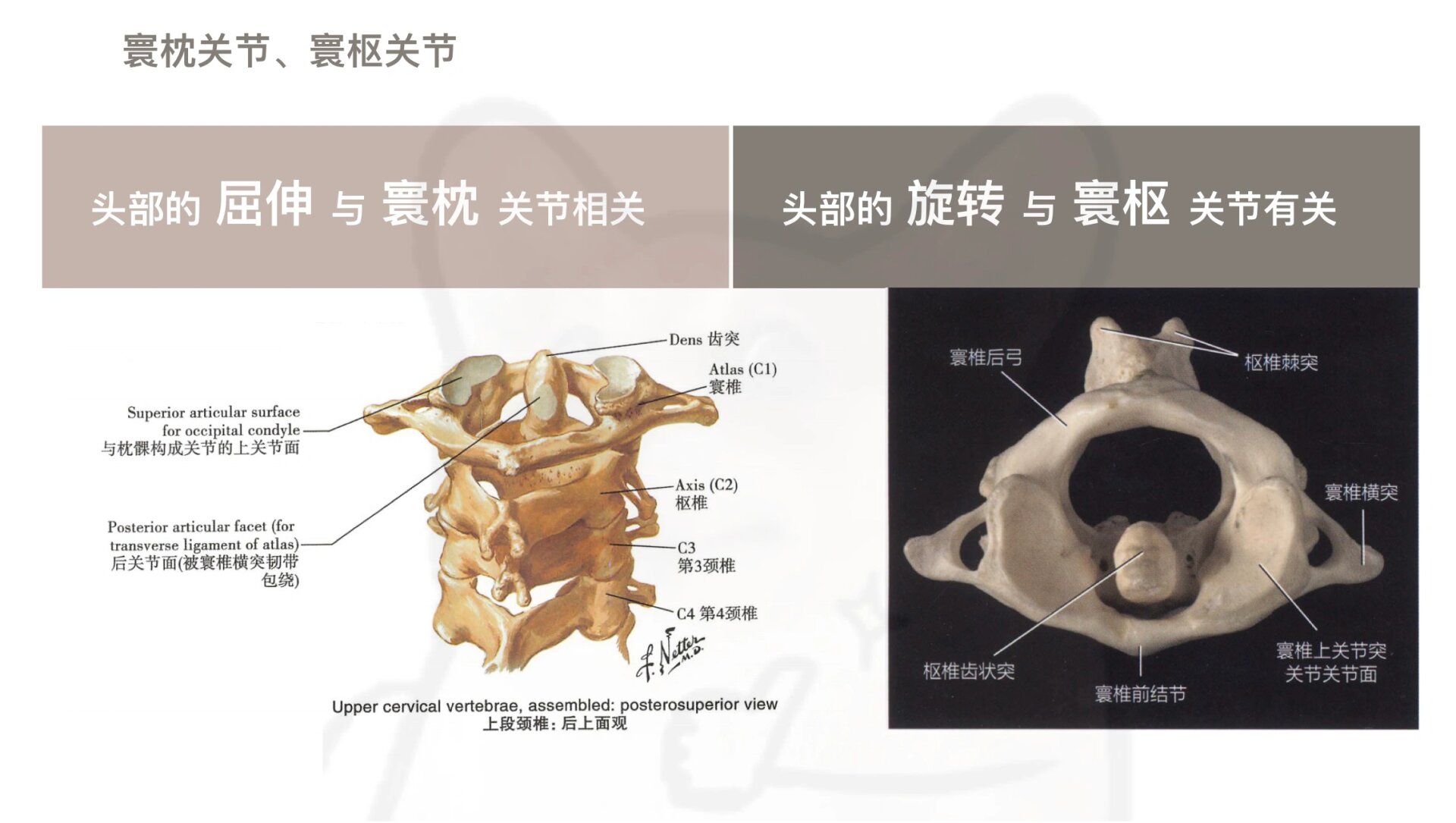 教练必学 寰枕关节