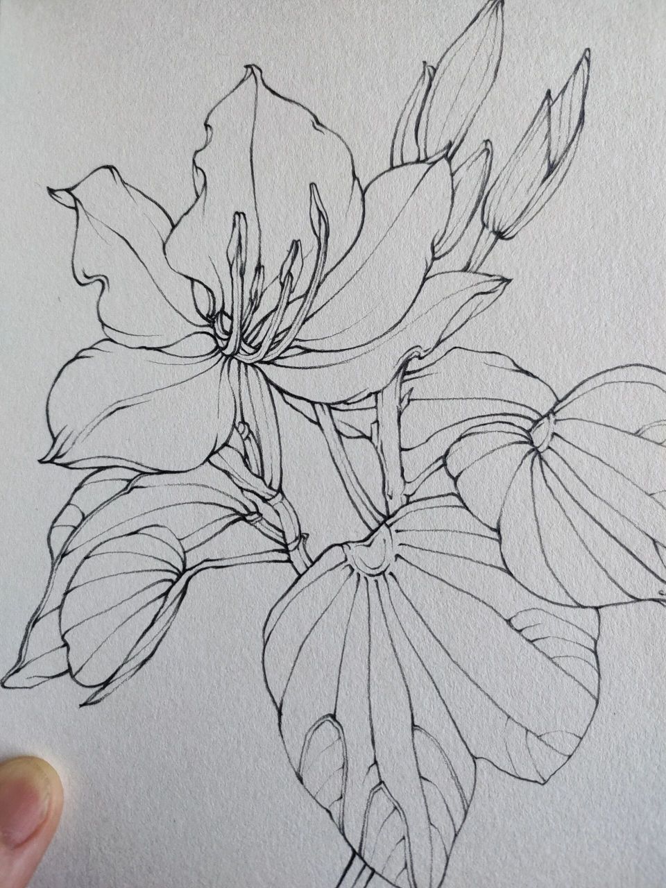 一朵白色的大花,叶子很有特点 白花洋紫荆 摄影来源:eacho 铅笔: 雄狮