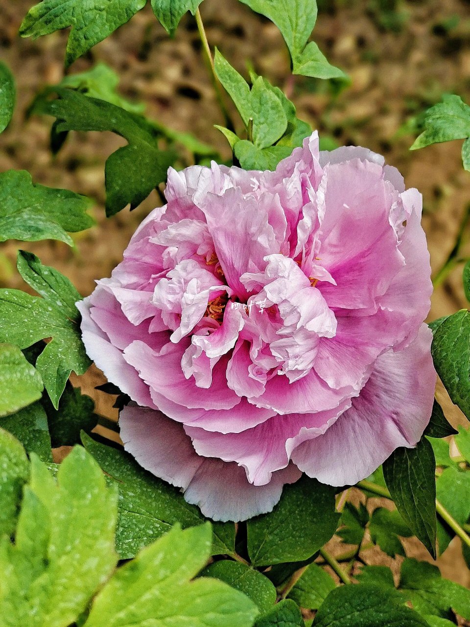 绘画素材:牡丹花(寓意:荣华富贵) 牡丹花国色天香,倾国倾城 三月桃花