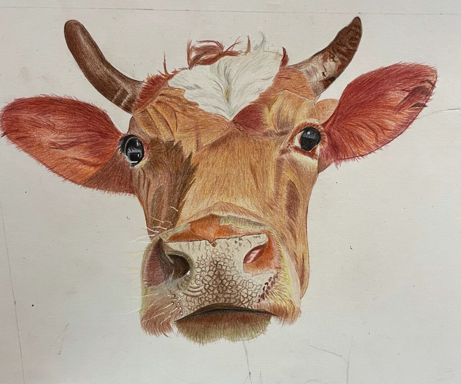 十二生肖系列 彩铅《牛》新手绘画尝试    趁着还是牛年 画个大黄牛