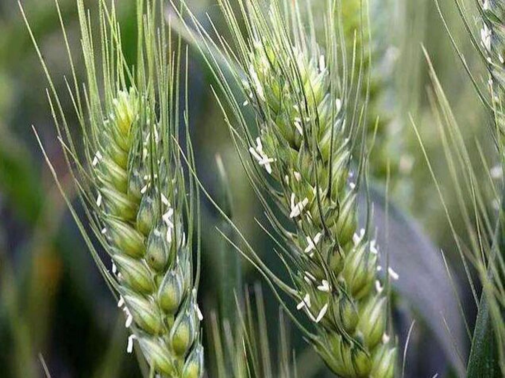 小麦花:小麦的花排列为复穗状花序,通常称作麦穗,麦穗由穗轴和小穗两