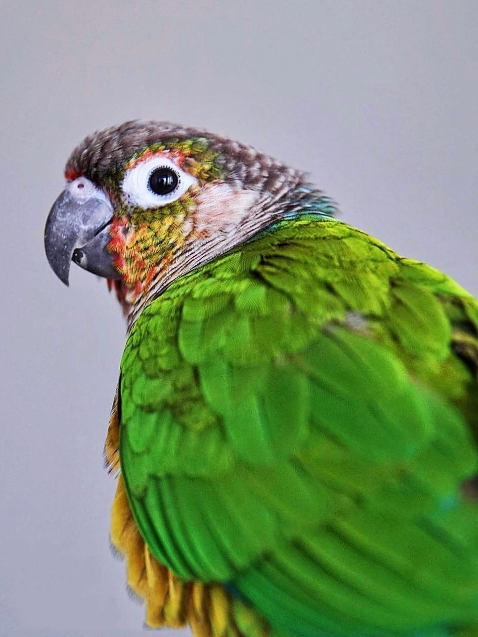 黄边小太阳鹦鹉 细节图分享给大家 小太阳鹦鹉是根据本身颜色来区分品