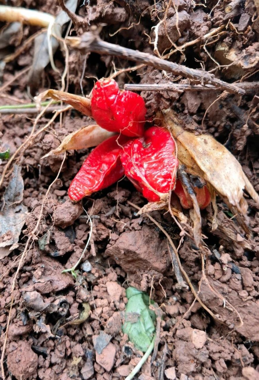 阳荷是什么 阳荷,姜科,姜属    果把红色爆裂成花,三瓣.
