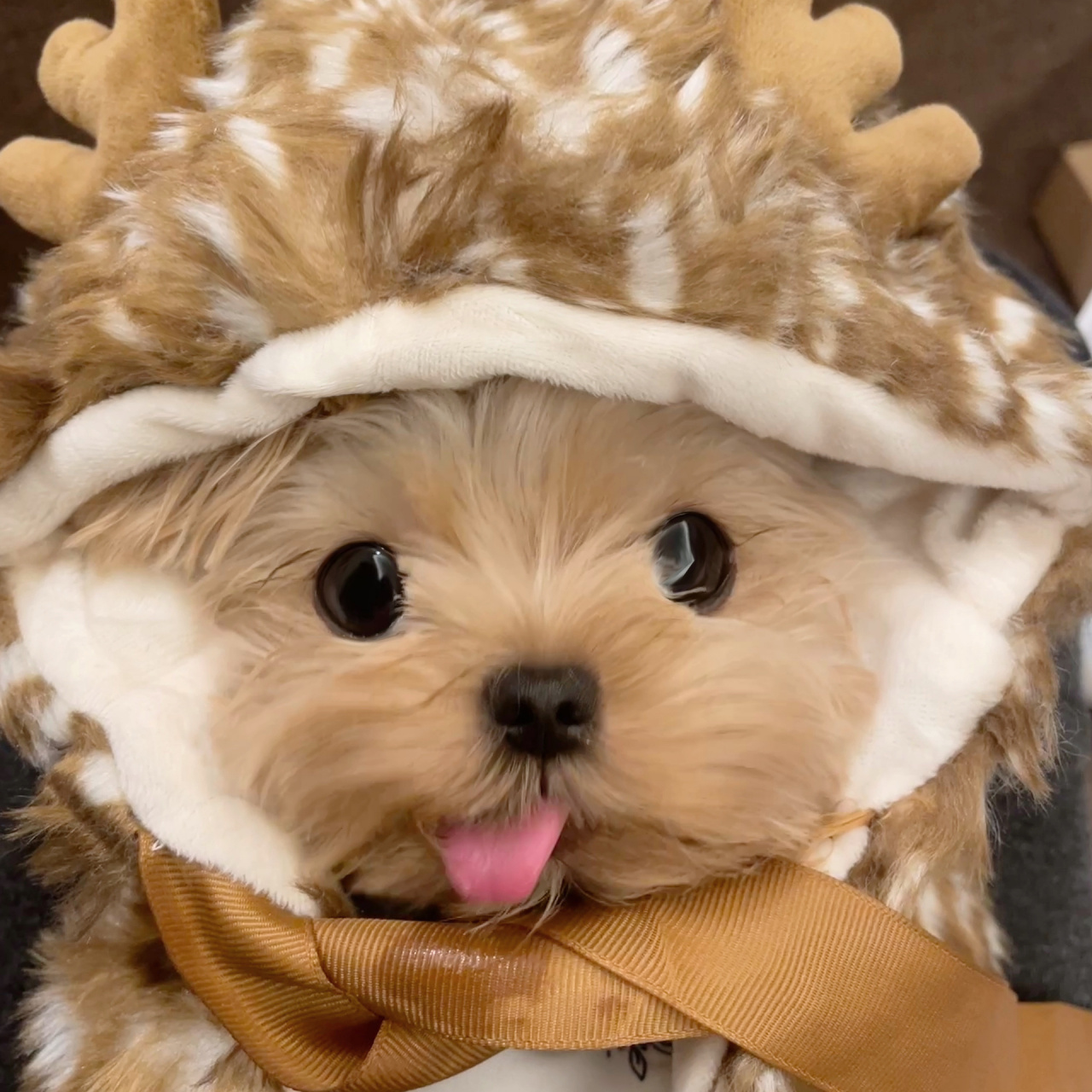 小狗头像|今天是cos麋鹿的乖乖崽 躺着的小狗最可爱了 这组感觉可以做