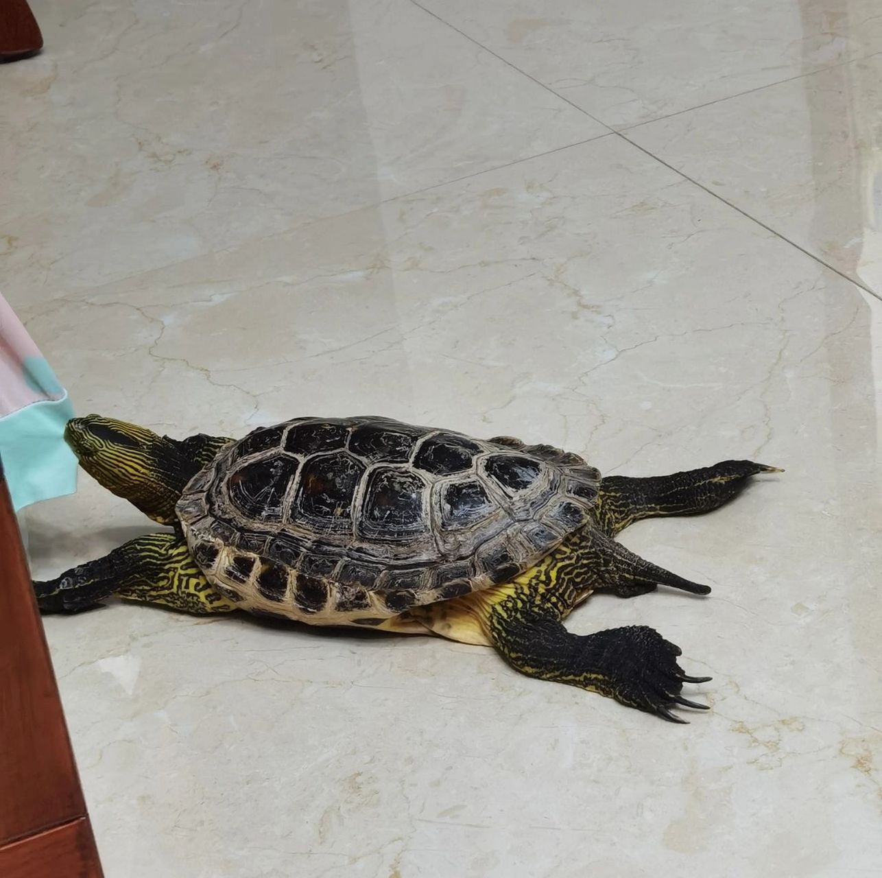 刚开始的时候,是我想养98但是爸爸不同意,于是给我找了个中华花龟