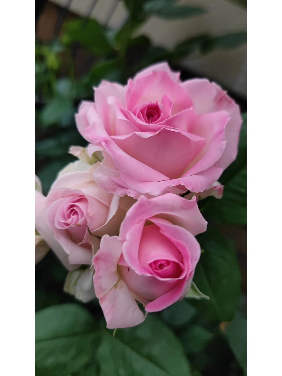 最爱月季系列66 桃红雪山 桃红雪山是我四年前入的牙签苗,网络上卖得