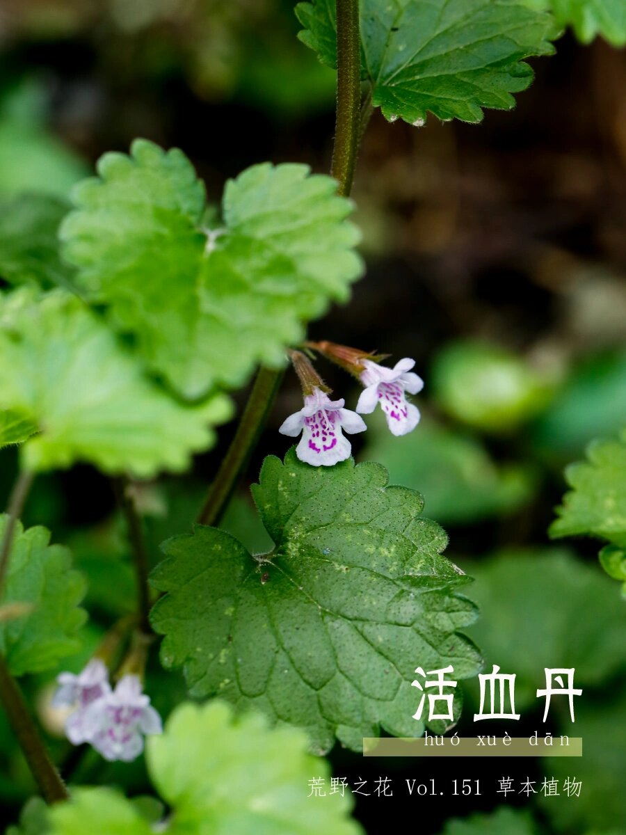 151 活血丹 	  活血丹,是陈老师"百草园"里常年生长的药草,她叫它蛮子