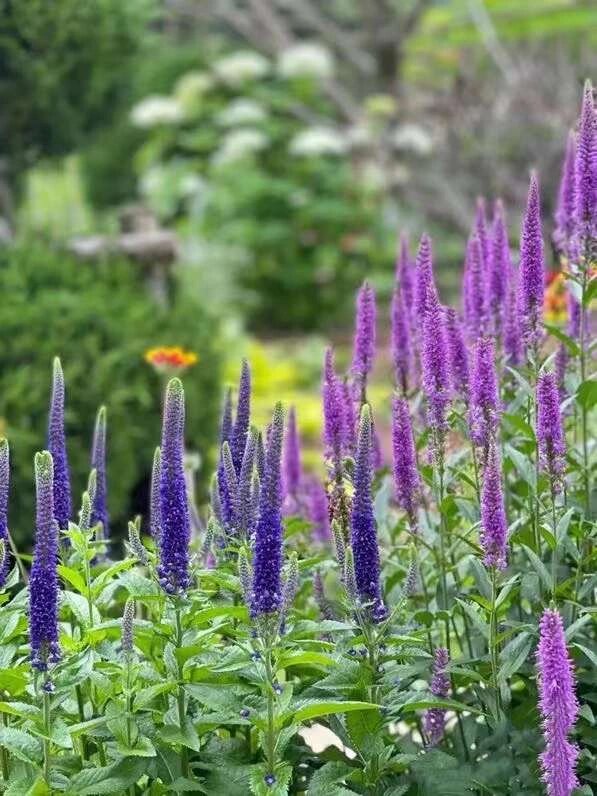 花园植物穗花婆婆纳【6个品种】