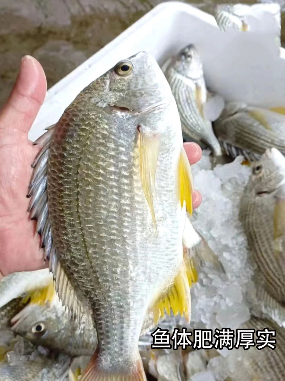 住在海边每天吃什么之黄立鱼 黄立鱼:黄立鱼学名黄鳍鲷(sparus latus)