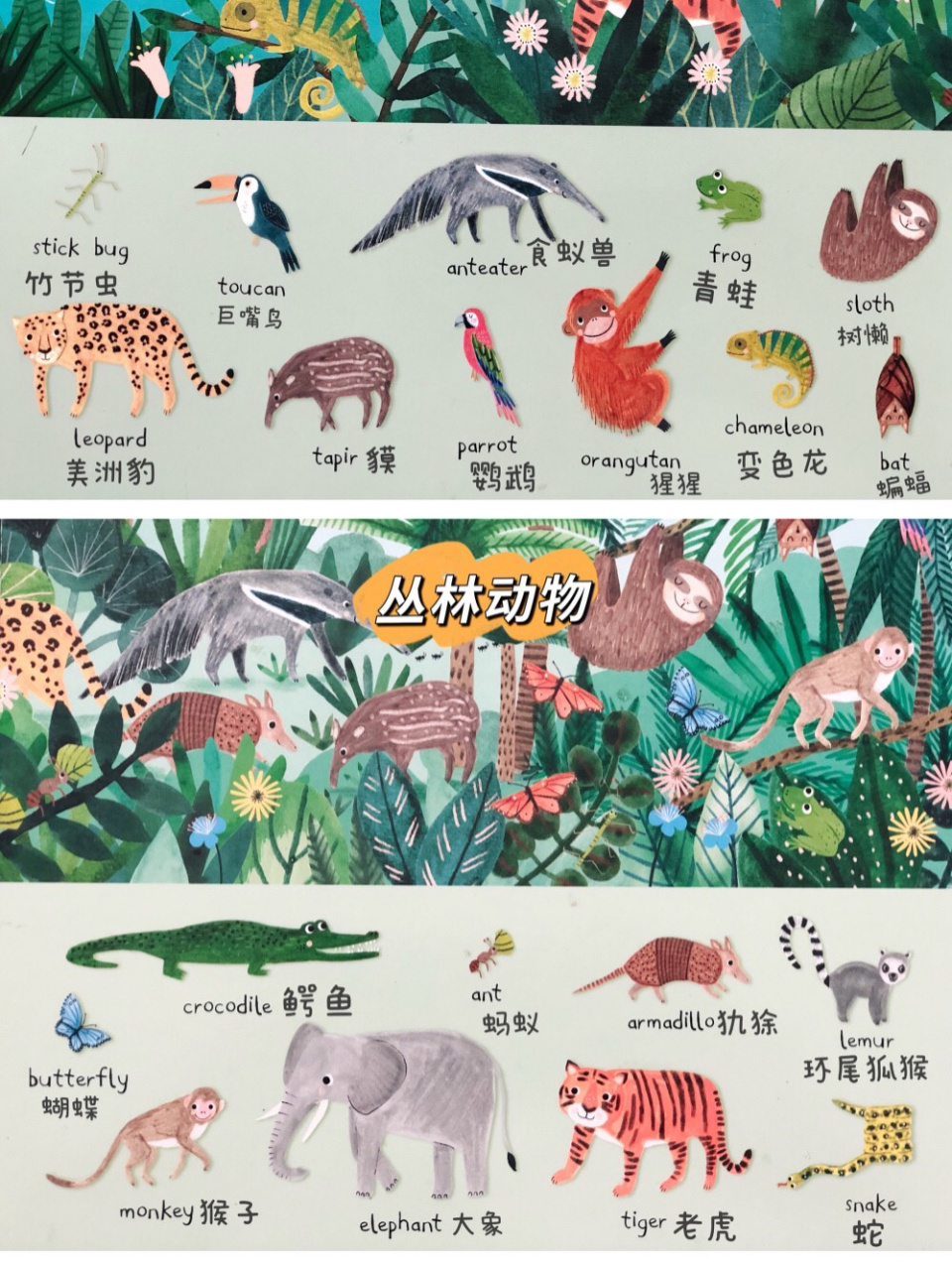 常见100种动物英文,配图很可爱的 丛林动物 海洋动物 野生动物 #英语