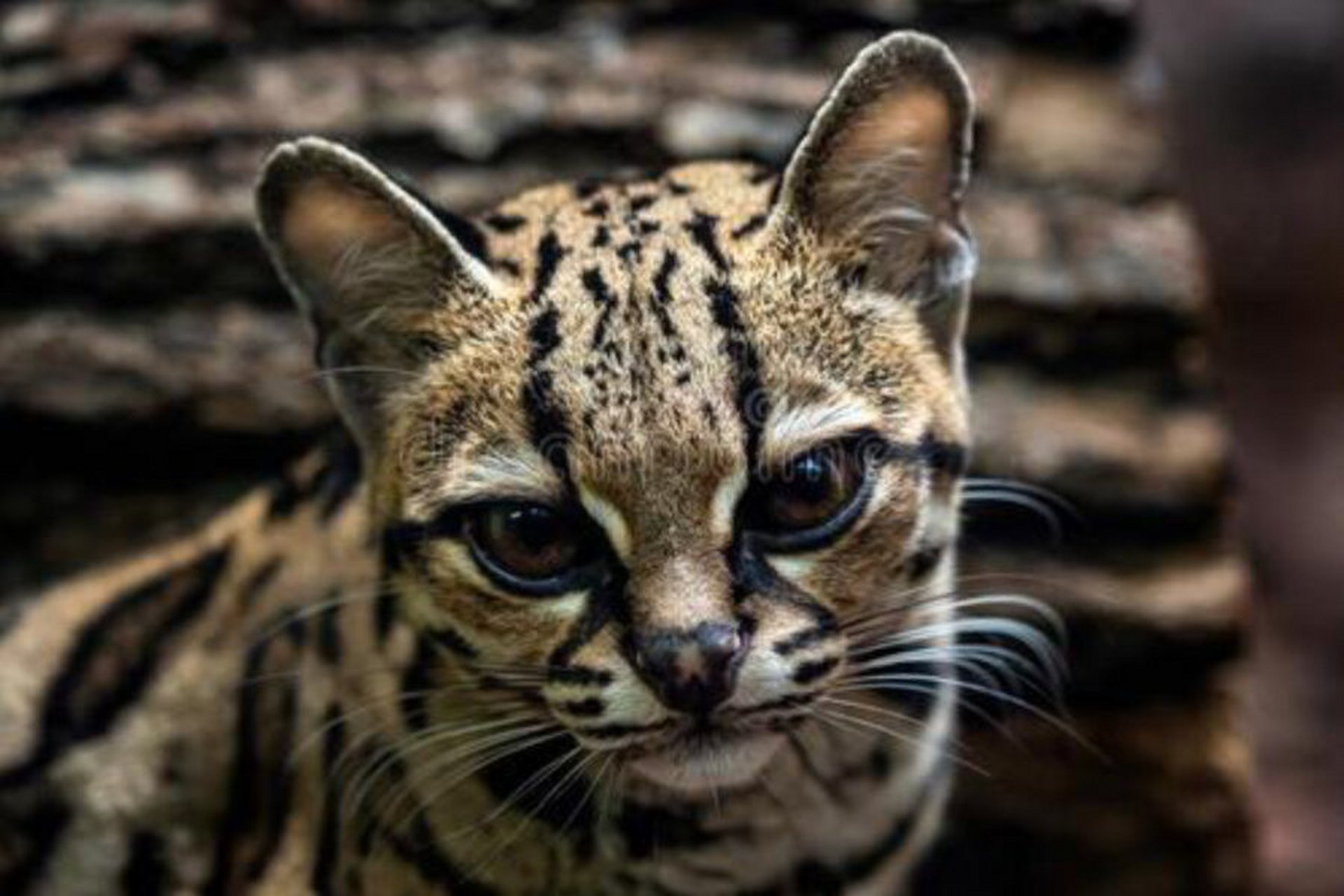 长尾虎猫 / 南美洲,中美洲 长尾虎猫生活在南美洲和中美洲的热带森林