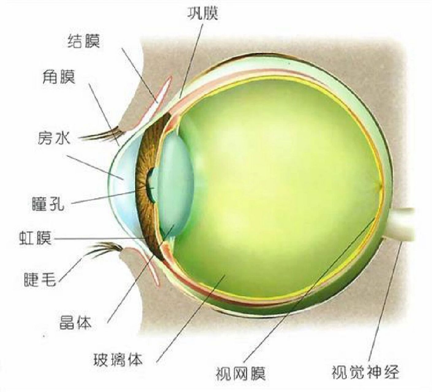 医学生笔记 眼球 眼球壁由外,中,内三层膜构成