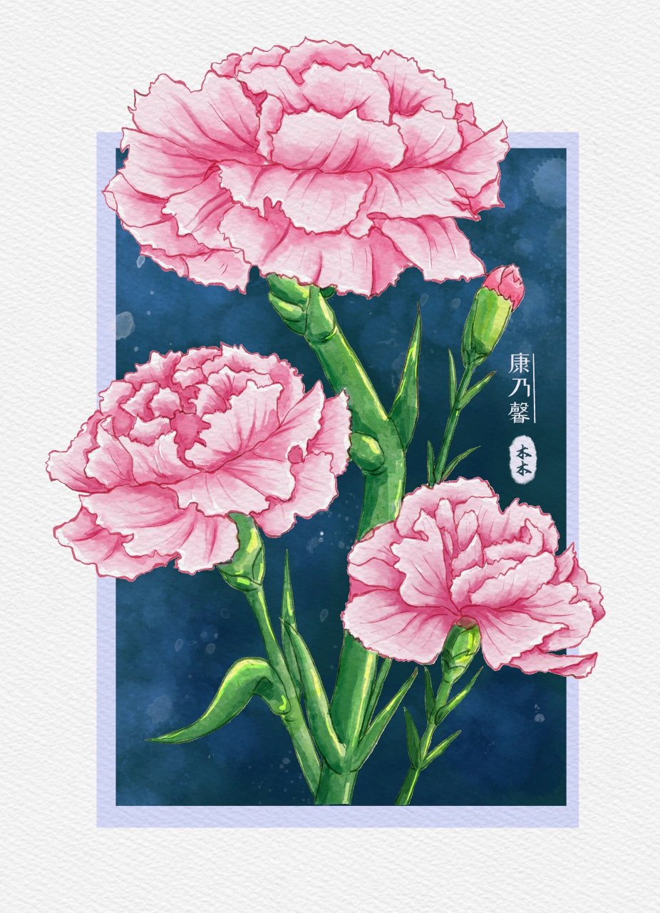 水彩花卉一康乃馨 粉色『康乃馨』有着美好的花语:热情,魅力,真情