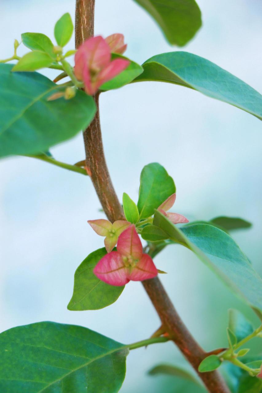 天啊,卡亚塔真的很美 三角梅卡亚塔开花时实在太美了,难怪三角卡亚塔